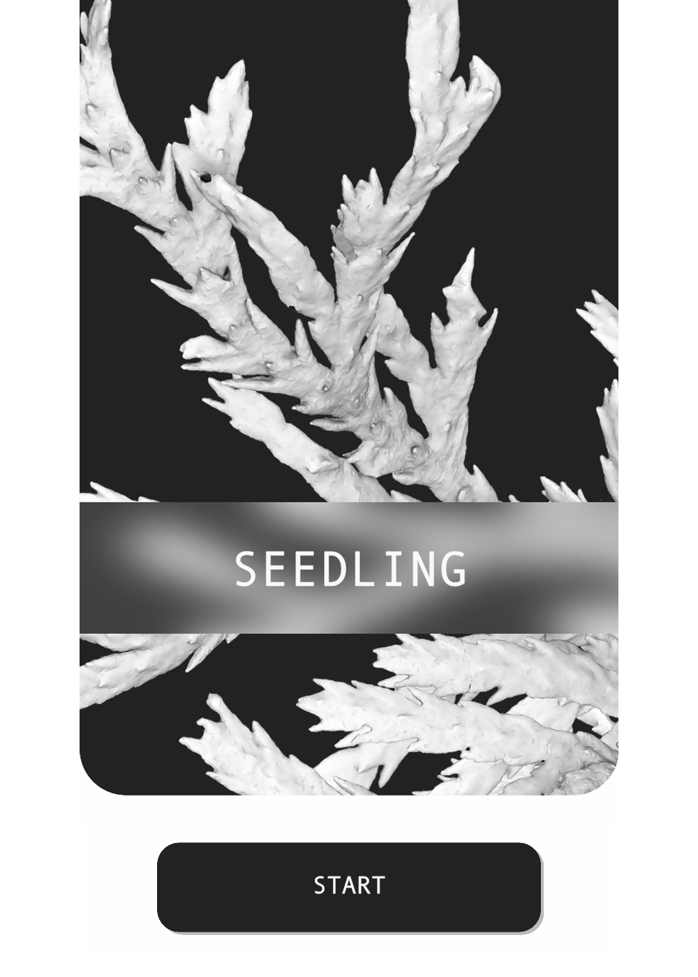seedling cedar